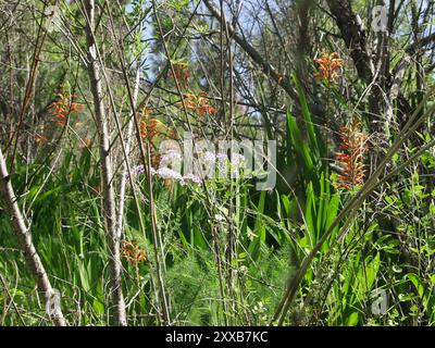 Drapeau africain (Chasmanthe floribunda) Plantae Banque D'Images