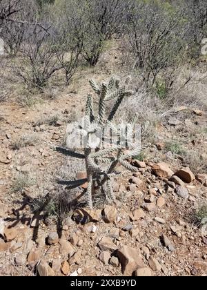 Cactus en bâton de marche (Cylindropuntia imbricata spinosior) Plantae Banque D'Images