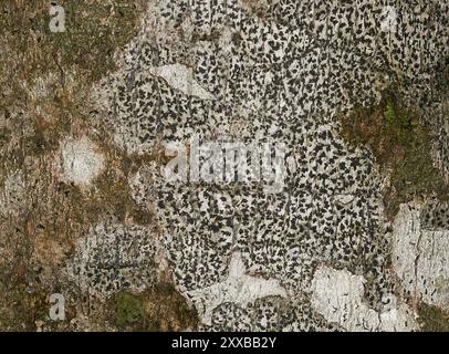 Champignons lichen astérisque (Arthonia radiata) Banque D'Images