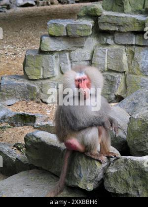 Singe babouin mâle assis sur un mur de pierre dans le parc Banque D'Images