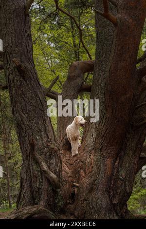 Blanc Labradoodle posant pour un portrait dans la forêt debout dans la crosse d'un arbre Banque D'Images