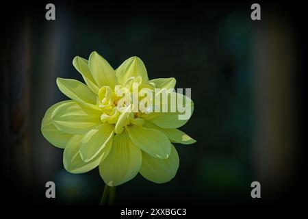 Une délicate fleur jaune pâle de Dahlia pinnata a été capturée dans une douce lumière naturelle. Banque D'Images