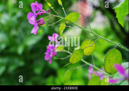 Fleurs sauvages de l'honnêteté ou Honesty annuel Lunaria annua Silver Dollar Plant close-up. Banque D'Images