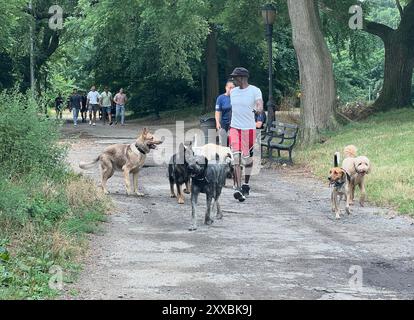 Promeneur de chiens avec six grands chiens hors laisse à Prospect Park, Brooklyn, New York. Banque D'Images