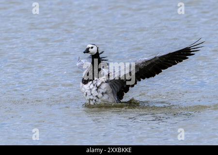 L'oie de Barnacle (Branta leucopsis) battant des ailes en nageant l'eau de l'étang en été Banque D'Images