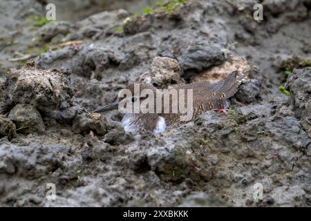 Pier à sable commun (Actitis hypoleucos / Tringa hypoleucos) se reposant camouflé dans la boue le long du rivage de l'étang boueux dans les zones humides en été Banque D'Images