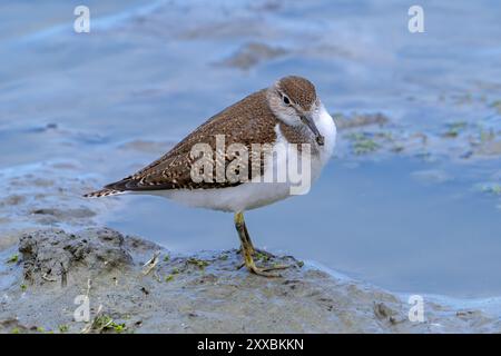 Pier à sable commun (Actitis hypoleucos / Tringa hypoleucos) reposant dans la boue le long du rivage de l'étang boueux dans les zones humides en été Banque D'Images