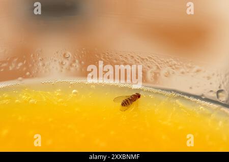 Vue rapprochée et intime d'une petite mouche reposant sur la surface sucrée et rafraîchissante du jus fraîchement pressé. Banque D'Images