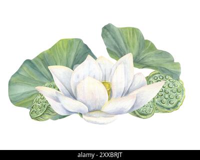 Lotus blanc fleuri avec tête de gousse de graine verte, feuilles illustration aquarelle. Arôme asiatique tropical bouquet de fleurs de nénuphar dans un style réaliste Banque D'Images