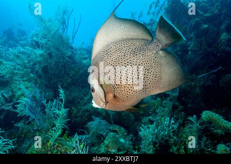 Honduras, Utila, poisson-ange gris (Pomacanthus arcuatus) Banque D'Images