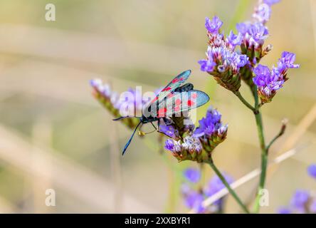 'Six spot burnet Moth' 'Zygaena filipendulae' se nourrissant de fleurs violettes. Insecte noir volant de jour avec six taches rouges sur chaque aile antérieure. Dublin, Irlande Banque D'Images