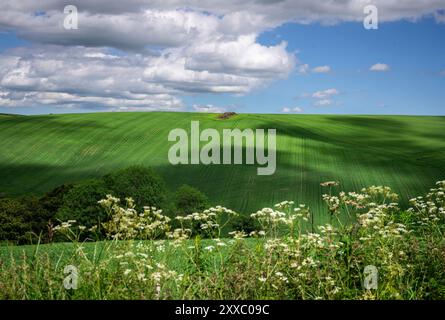 Aberdeen : Schottisches Grün.- Sanfte Hügel und saftige Felder prägen die Landschaft in den schottischen Highlands nordwestlich von Aberdeen. Aberdeen Banque D'Images