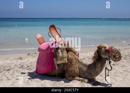 Chameaux détente avant une balade pour les touristes sur la plage de la mer Méditerranée. Journée d'été ensoleillée avec un ciel bleu. Djerba, Tunisie, Afrique. Banque D'Images