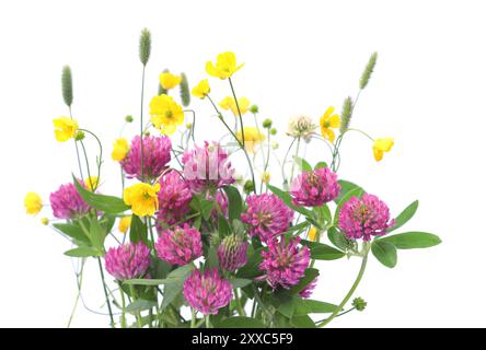 Fleurs de trèfle rouge et d'anémone jaune isolées sur fond blanc. Plantes sauvages de prairie Trifolium pratense. Banque D'Images