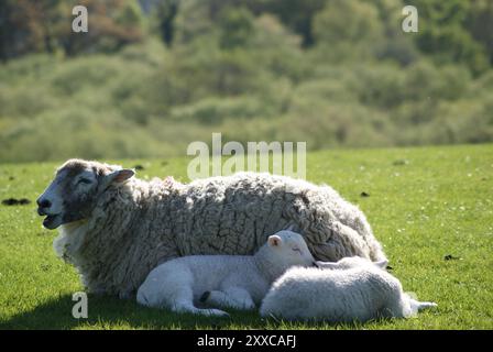 Moutons à Derwent Water, Lake District, Cumbria, Angleterre Banque D'Images