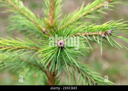 Gros plan du feuillage de l'épinette de Morinda (Picea smithiana 'Sunray') dans un jardin en été Banque D'Images