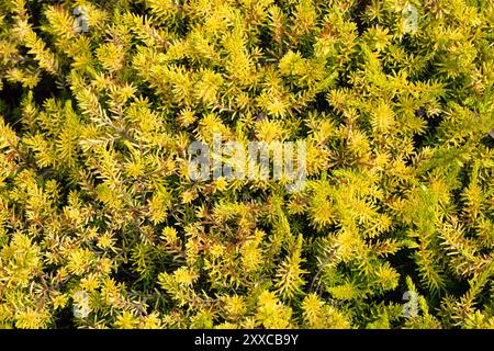 Gros plan du feuillage d'Erica × darleyensis F. aureifolia 'Golden Perfect' dans un jardin en été Banque D'Images