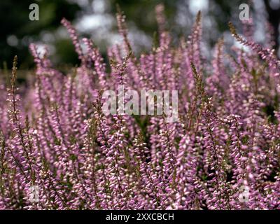 Gros plan des fleurs de Calluna vulgaris 'Underwoodii' dans un jardin en été Banque D'Images