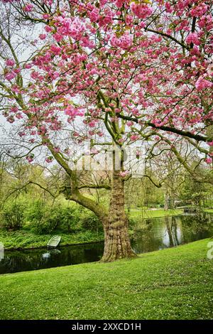Rotterdam, pays-Bas - 11 avril 2024 : L'eau de l'étang et les arbres en fleurs à Het Park Banque D'Images