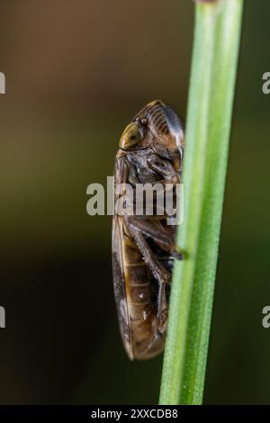 Grenouille commune (Philaenus Spumarius) sur un brin d'herbe Banque D'Images