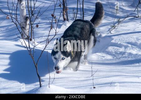 Husky sibérien joue sur la neige pendant une journée d'hiver il y a beaucoup de neige autour du chien le chien est au milieu de la forêt avec des arbres Banque D'Images