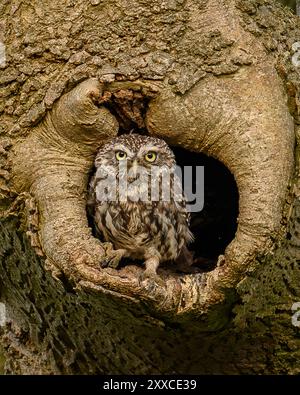 Little Owl assis dans un arbre. Banque D'Images