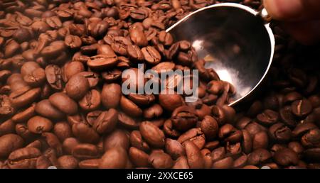 Un tas de grains de café empilés ensemble, prêts à être infusés dans une délicieuse tasse de café. Gros plan de grains de café arabica torréfiés. Différents types Banque D'Images