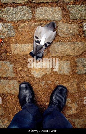 Regardant un pigeon mort. Banque D'Images
