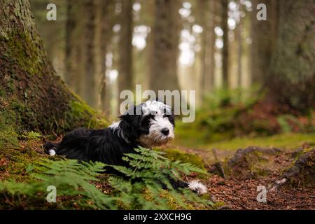 Chiot terrier tibétain dans les bois Banque D'Images