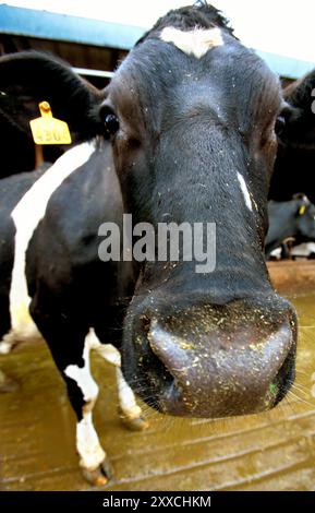 Alors que la demande de maïs utilisé pour la production d'éthanol augmente, la hausse des prix affecte les producteurs laitiers. L'augmentation du prix de l'aliment réduit les marges bénéficiaires. Vache laitière. Banque D'Images