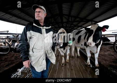 Alors que la demande de maïs utilisé pour la production d'éthanol augmente, la hausse des prix affecte les producteurs laitiers. L'augmentation du prix de l'aliment réduit les marges bénéficiaires. Banque D'Images