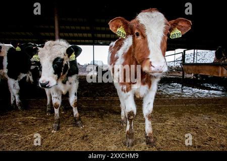 Alors que la demande de maïs utilisé pour la production d'éthanol augmente, la hausse des prix affecte les producteurs laitiers. L'augmentation du prix de l'aliment réduit les marges bénéficiaires. Banque D'Images