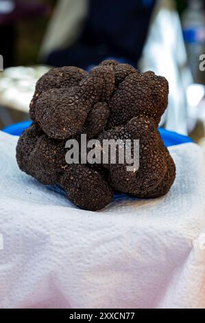 Foire à la truffe d'hiver à Sarlat-le-Caneda, Périgord Noir, Dordogne, une énorme truffe noire d'hiver, savoureux champignon aromatique cher Banque D'Images