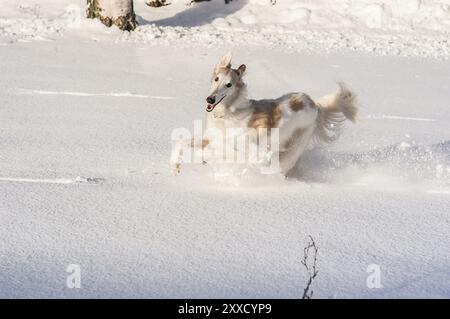Chien Borzoi courant dans la neige profonde Banque D'Images