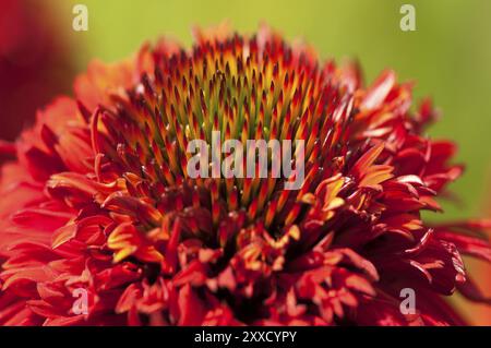 Impression de fleur, coneflower, coneflower violet, coneflower violet, conehead violet, coneflower pourpre (Echinacea purpurea) Banque D'Images