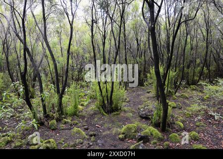 Forêt avec landes d'arbres sur la route de montagne TF-21 sur le chemin de Picodel Teide, Tenerife, îles Canaries Banque D'Images