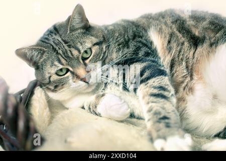 Chat gras couché sur une peau de mouton Banque D'Images