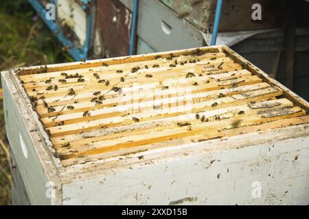 Beaucoup d'abeilles dans une ruche ouverte dans la moitié de la ruche des cadres avec des nids d'abeilles et du miel Banque D'Images