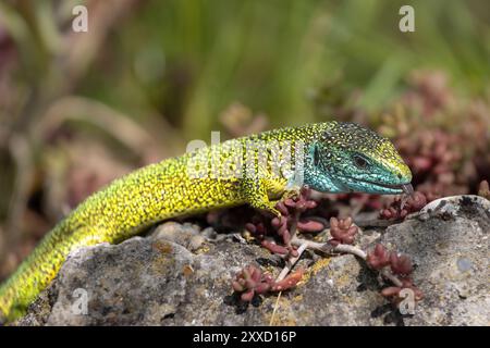 Lézard vert d'Europe (Lacerta viridis) mâle oriental, tongé Banque D'Images