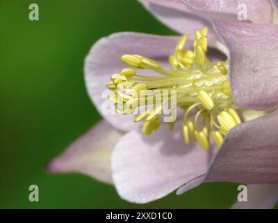 Akelei (aquilegia vulgaris) Banque D'Images