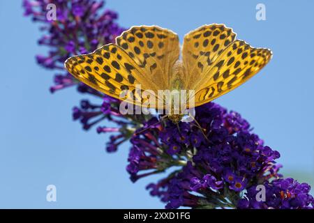 Manteau d'empereur sur le Butterfly Bush Banque D'Images