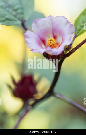 Roselle de pollen dans l'agriculture biologique en Thaïlande Banque D'Images