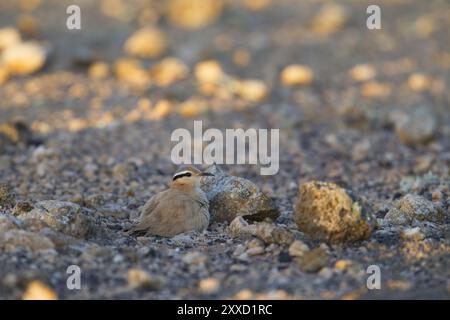 Oiseau de course (Cursorius cursor), semi-désert, Fuerteventura, Espagne, Europe Banque D'Images