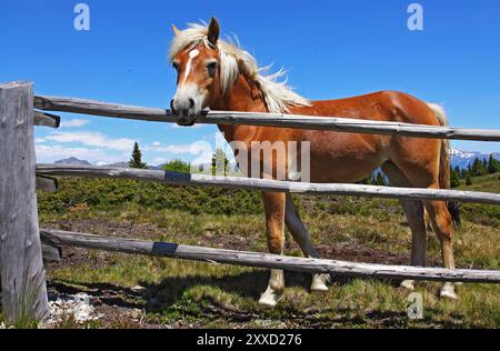 Haflinger Banque D'Images