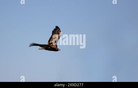 White-tailed eagle Banque D'Images