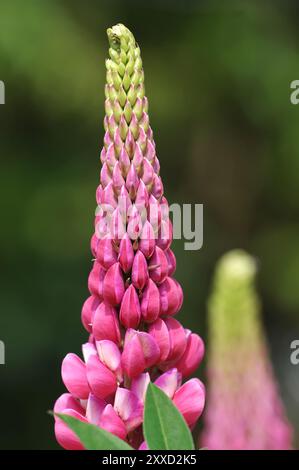 Lupin (Lupinus) (lupinus polyphyllus) Banque D'Images