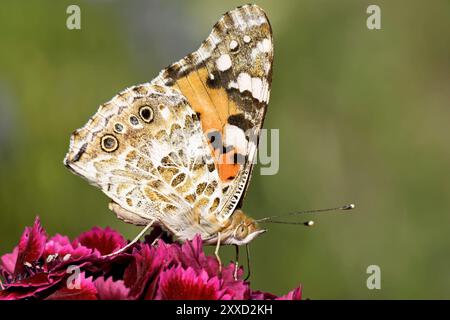 Papillon de chardon sur un oeillet barbu Banque D'Images