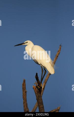 Petite aigrette (Egretta garzetta) assise sur un arbre mort, Delta de l'Okavango, Botswana. Petite aigrette assise sur un arbre mort, Delta de l'Okavango, Botswana, Afric Banque D'Images