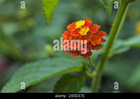 Drapeau espagnol (Lantana camara), fleurs jaune et orange, Allemagne, Europe Banque D'Images