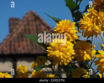 De belles fleurs d'été jaune en face de l'allemand une vieille maison à colombages Banque D'Images